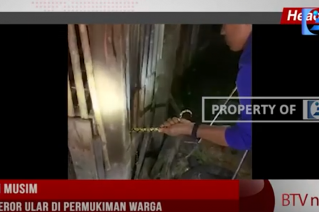 PERALIHAN MUSIM, WASPADA TEROR ULAR DI PERMUKIMAN WARGA