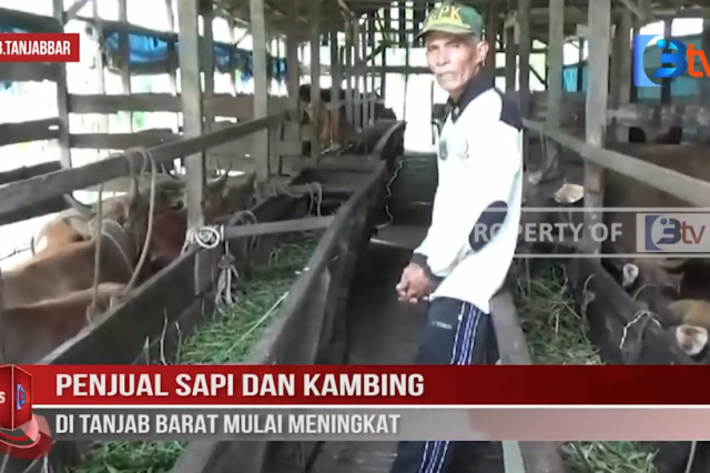 PENJUAL SAPI DAN KAMBING DI TANJAB BARAT MULAI MENINGKAT