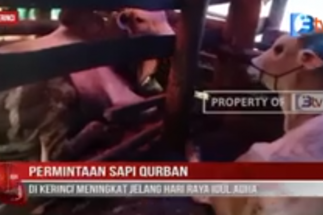 PERMINTAAN SAPI QURBAN DI KERINCI MENINGKAT JELANG HARI RAYA IDUL ADHA