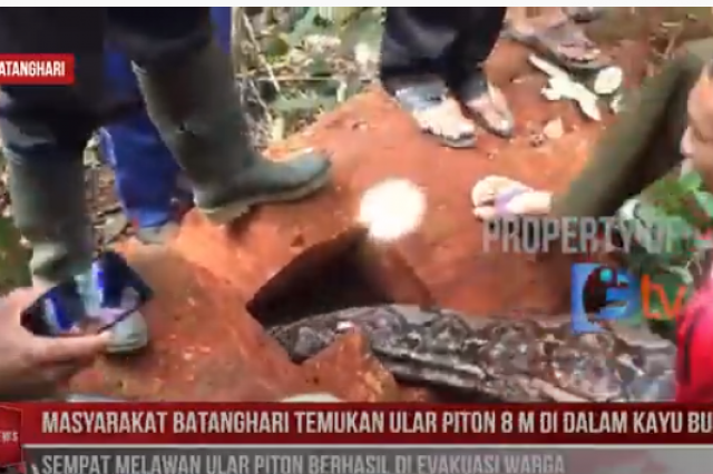 Warga Temukan 2 Ular Piton Sepanjang 8 Meter di Dalam Kayu Bulian