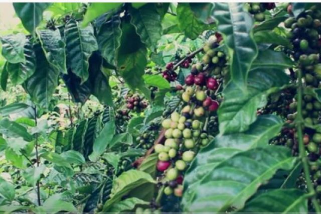 Sistem Pengelolaan Kopi Robusta Jangkat, Kopi Terbaik Indonesia dari Kabupaten Merangin, Jambi