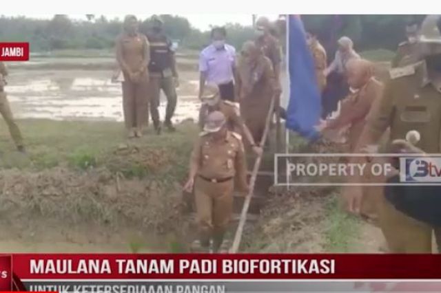 MAULANA TANAM PADI BIOFORTIKASI UNTUK KETERSEDIAAAN PANGAN