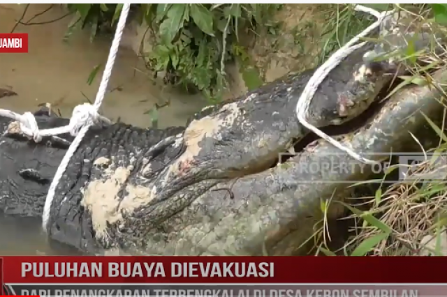 PULUHAN BUAYA DIEVAKUASI DARI PENANGKARAN TERBENGKALAI DI DESA KEBON SEMBILAN