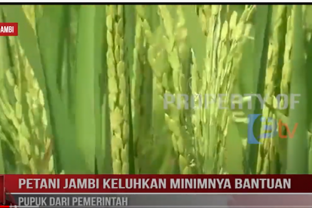 PETANI JAMBI KELUHKAN MINIMNYA BANTUAN PUPUK DARI PEMERINTAH