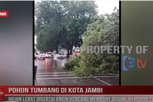 POHON TUMBANG DI KOTA JAMBI