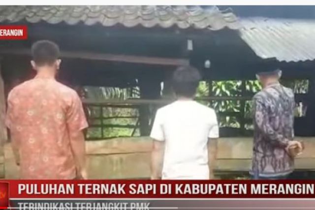 PULUHAN TERNAK SAPI DI KABUPATEN MERANGIN TERINDIKASI TERJANGKIT PMK