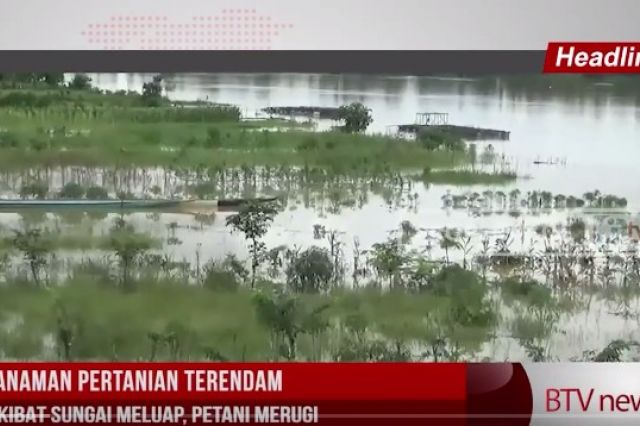 TANAMAN PERTANIAN TERENDAM AKIBAT SUNGAI MELUAP, PETANI MERUGI