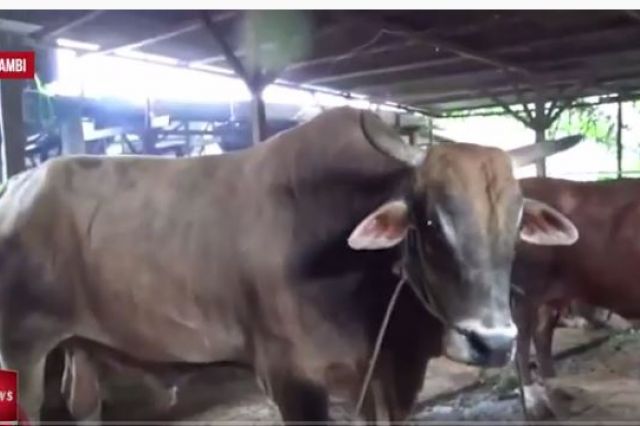 SAPI PRESIDEN DI JAMBI SEBERAT 832 KILOGRAM