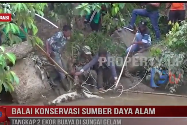 BALAI KONSERVASI SUMBER DAYA ALAM TANGKAP 2 EKOR BUAYA DI SUNGAI GELAM